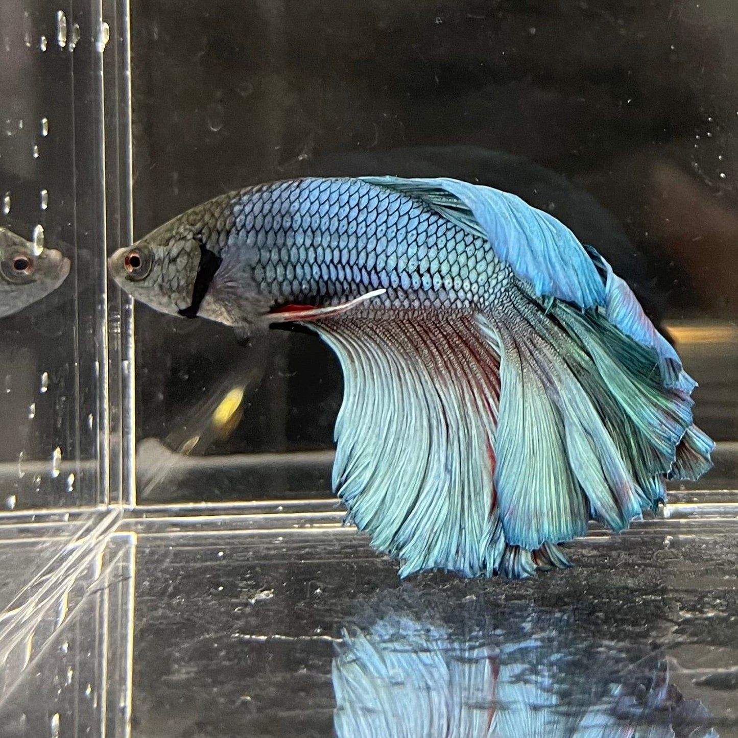 the-fish-farm Premium Male Betta Super Delta Tail Premium Betta Male - One Only - 5 Buy this Super Delta Tail Premium Male Betta - One Only in Australia