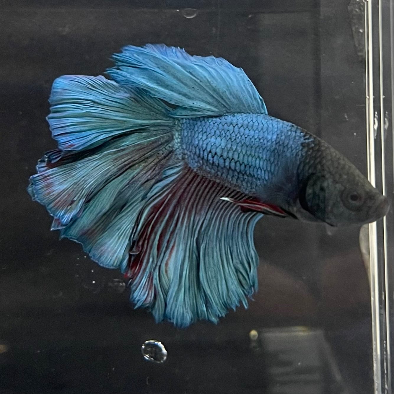 the-fish-farm Premium Male Betta Super Delta Tail Premium Betta Male - One Only - 5 Buy this Super Delta Tail Premium Male Betta - One Only in Australia