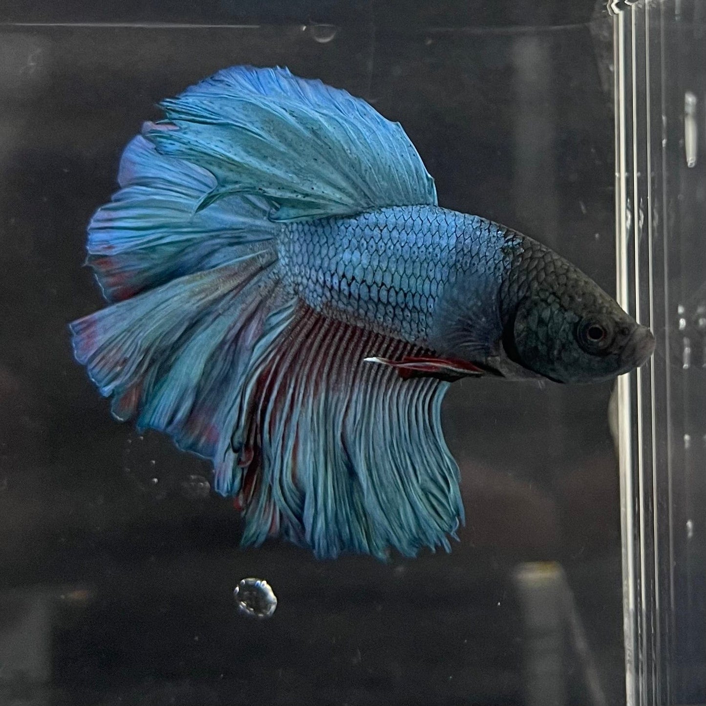 the-fish-farm Premium Male Betta Super Delta Tail Premium Betta Male - One Only - 5 Buy this Super Delta Tail Premium Male Betta - One Only in Australia