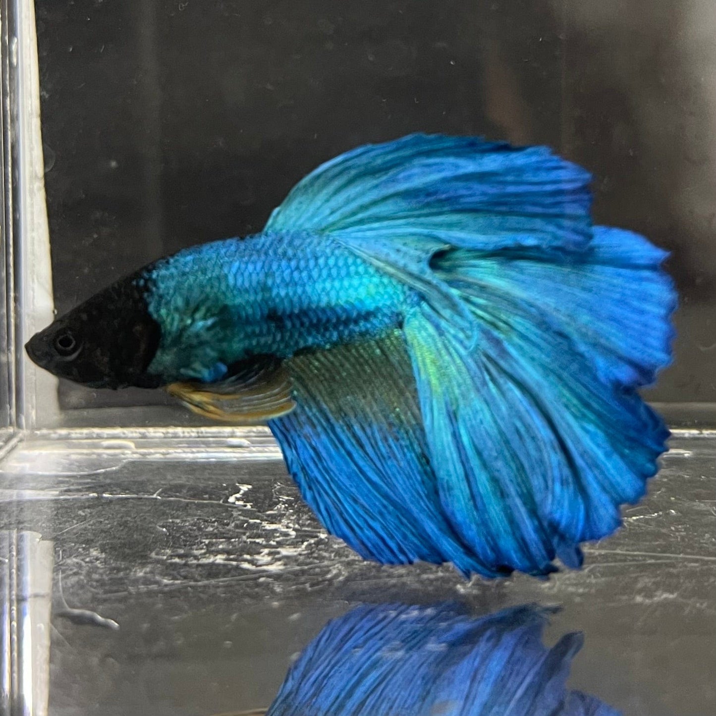 the-fish-farm Premium Male Betta Super Delta Tail Premium Betta Male - One Only - 6 Buy this Super Delta Tail Premium Male Betta - One Only in Australia