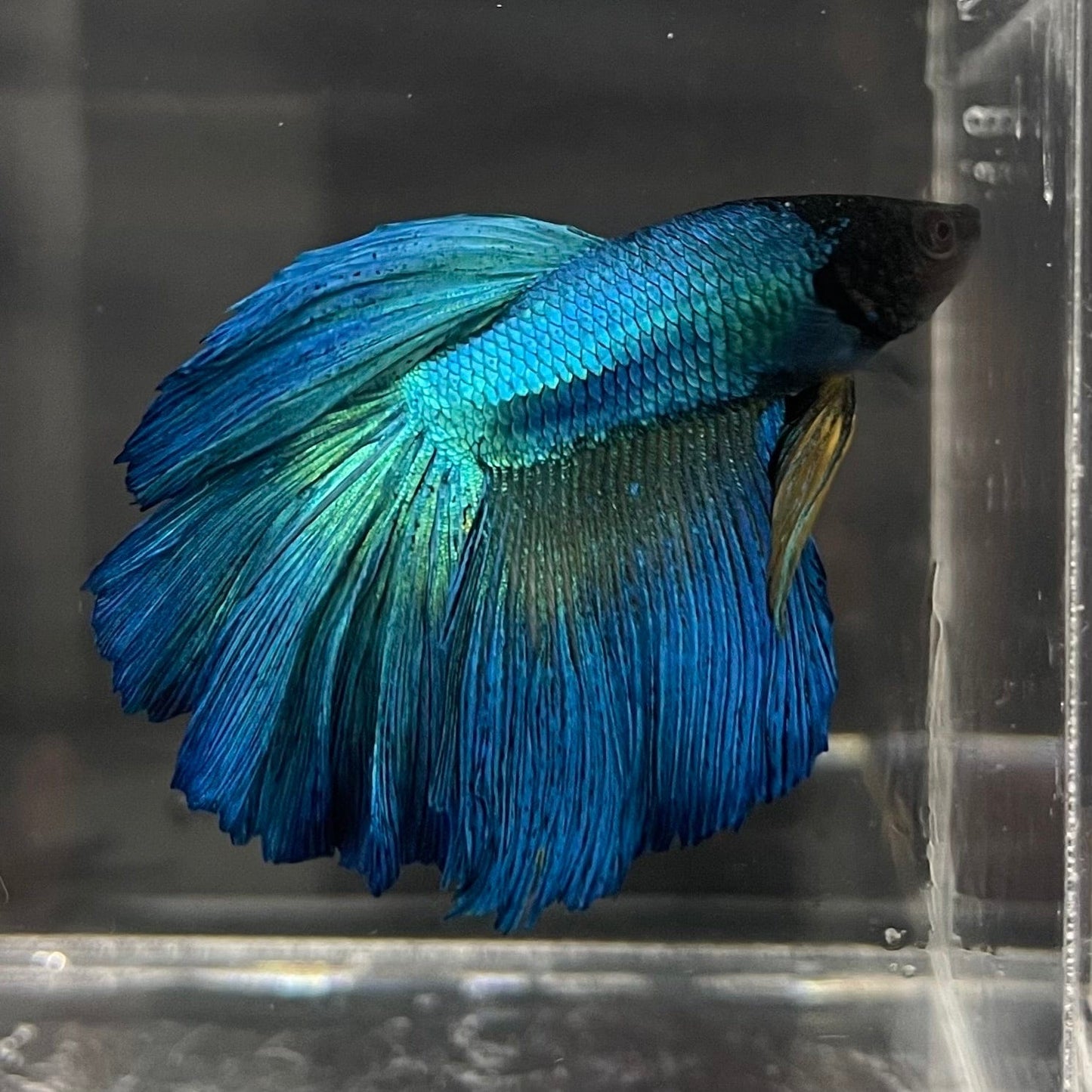the-fish-farm Premium Male Betta Super Delta Tail Premium Betta Male - One Only - 6 Buy this Super Delta Tail Premium Male Betta - One Only in Australia