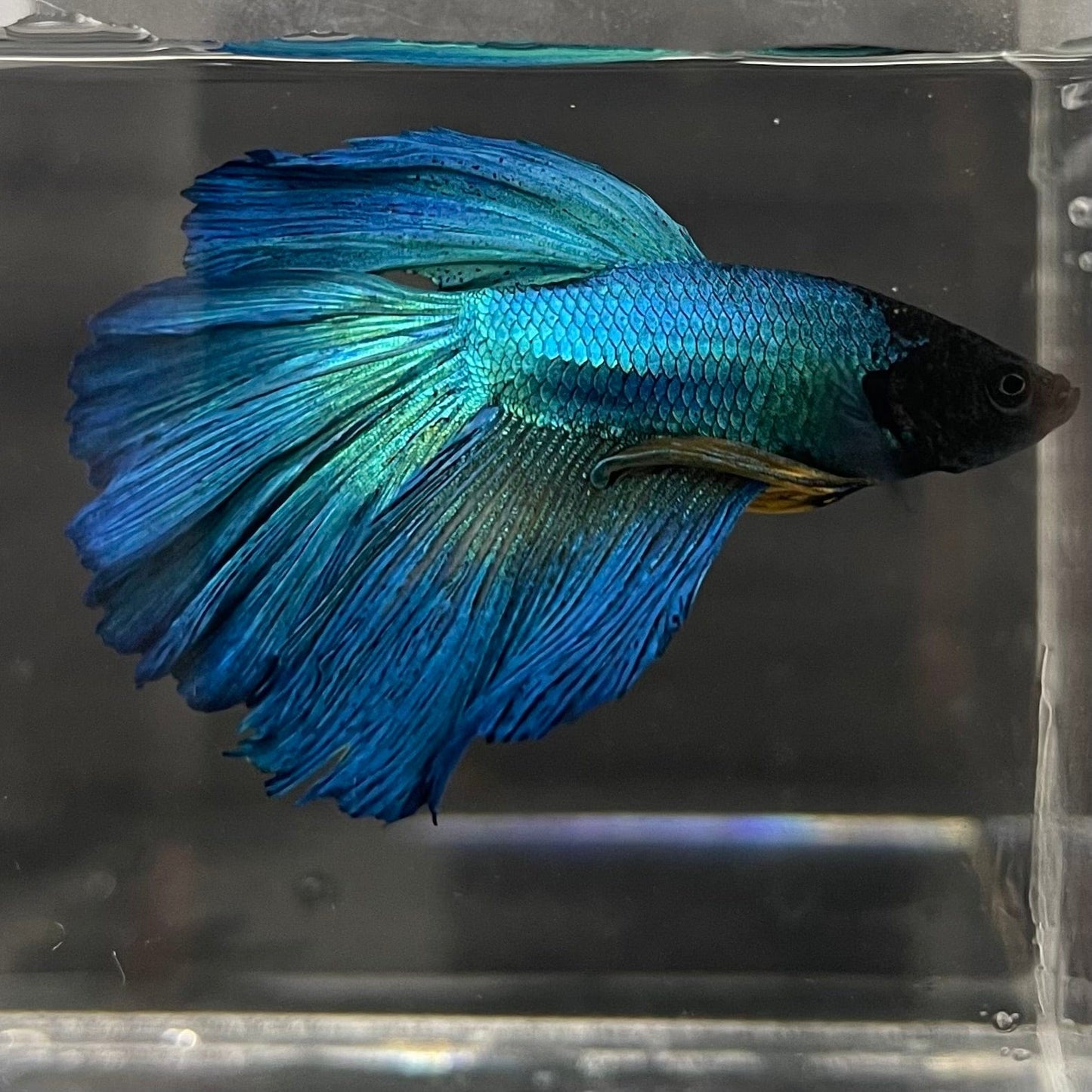 the-fish-farm Premium Male Betta Super Delta Tail Premium Betta Male - One Only - 6 Buy this Super Delta Tail Premium Male Betta - One Only in Australia
