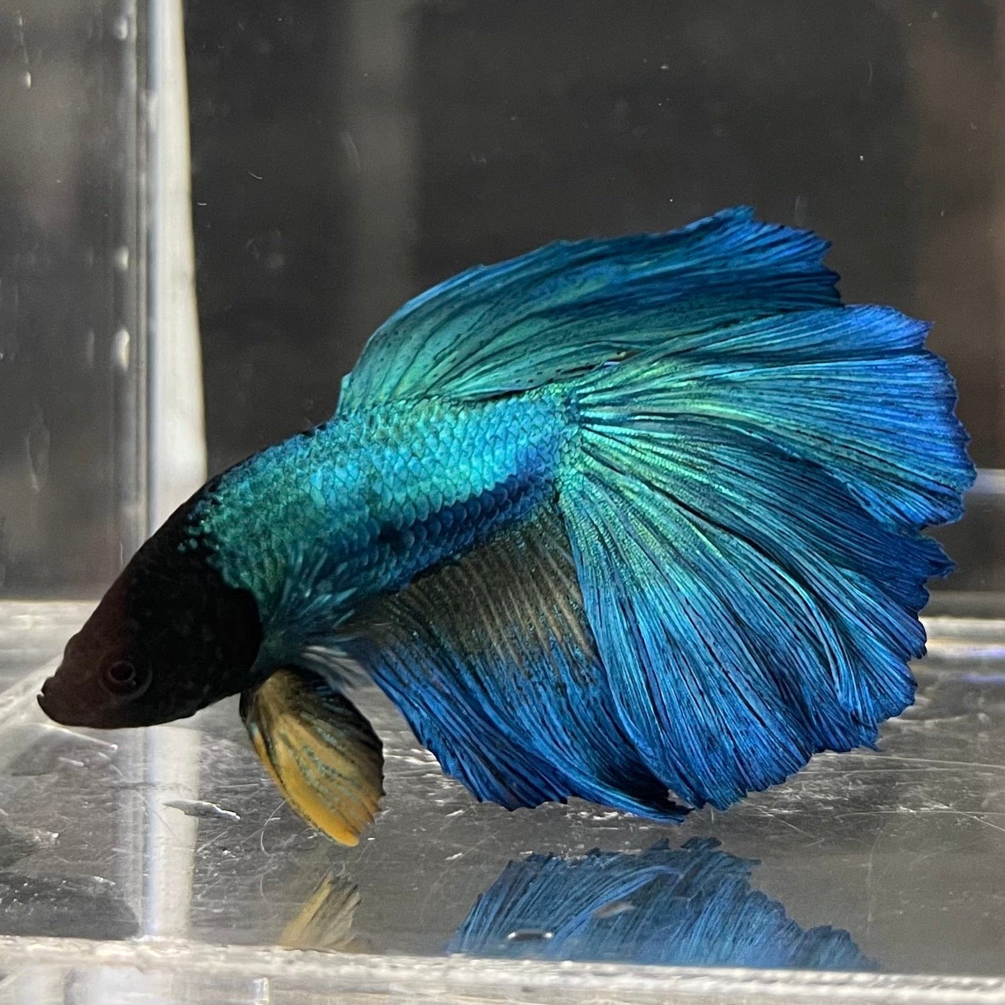 the-fish-farm Premium Male Betta Super Delta Tail Premium Betta Male - One Only - 6 Buy this Super Delta Tail Premium Male Betta - One Only in Australia