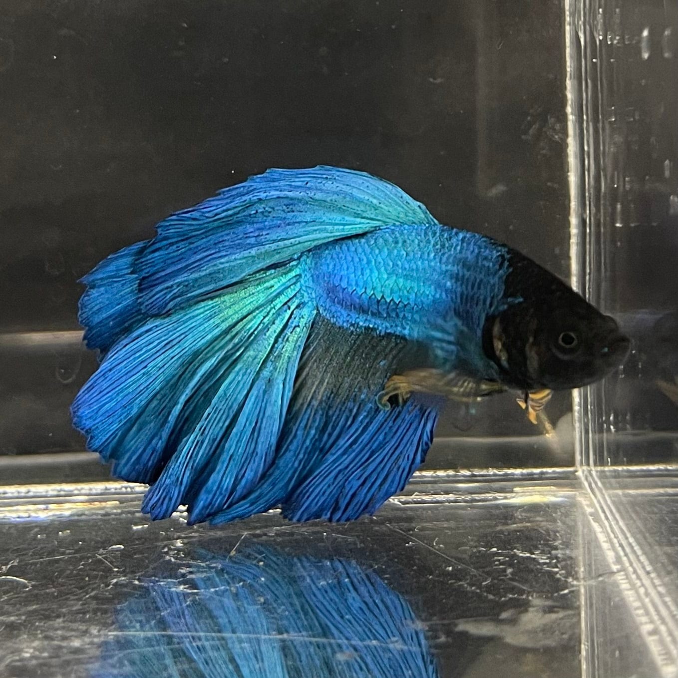 the-fish-farm Premium Male Betta Super Delta Tail Premium Betta Male - One Only - 6 Buy this Super Delta Tail Premium Male Betta - One Only in Australia