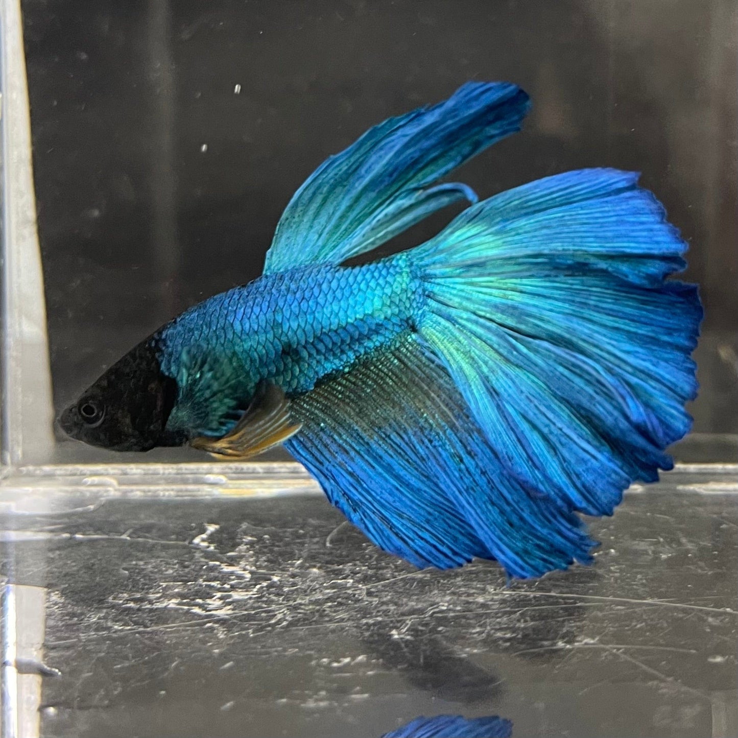 the-fish-farm Premium Male Betta Super Delta Tail Premium Betta Male - One Only - 6 Buy this Super Delta Tail Premium Male Betta - One Only in Australia