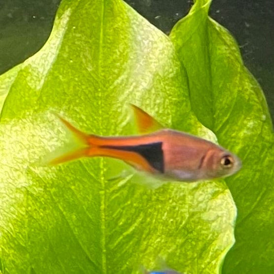 the-fish-farm Rasbora Harlequin Rasbora Harlequin Rasbora - The Fish Farm