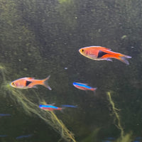the-fish-farm Rasbora Harlequin Rasbora Harlequin Rasbora - The Fish Farm