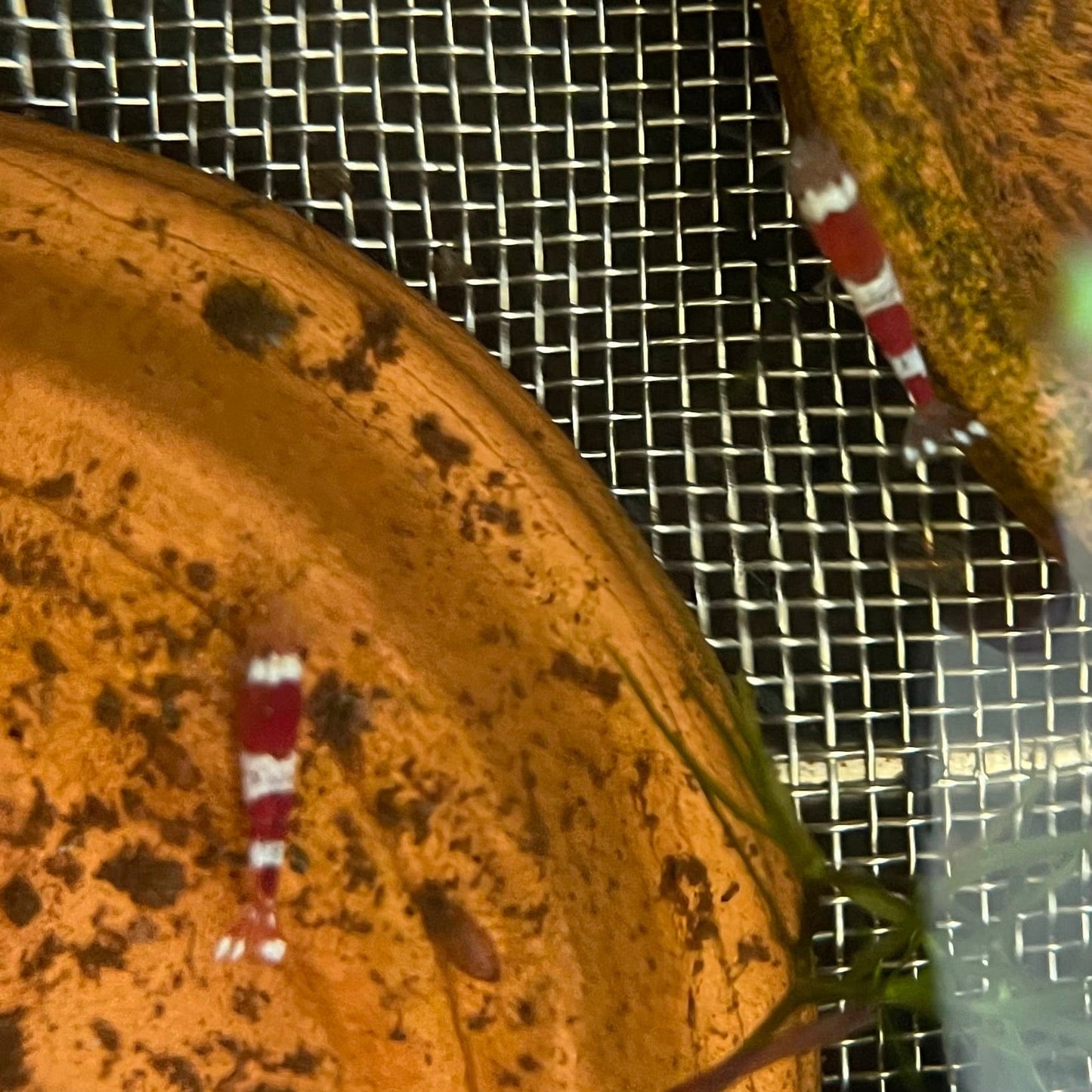 the-fish-farm Shrimp Crystal Red Shrimp - Caridina cf Cantonesis (1-2cm) Crystal Red Shrimp - Caridina cf Cantonesis (1-2cm) for Sale in Australia
