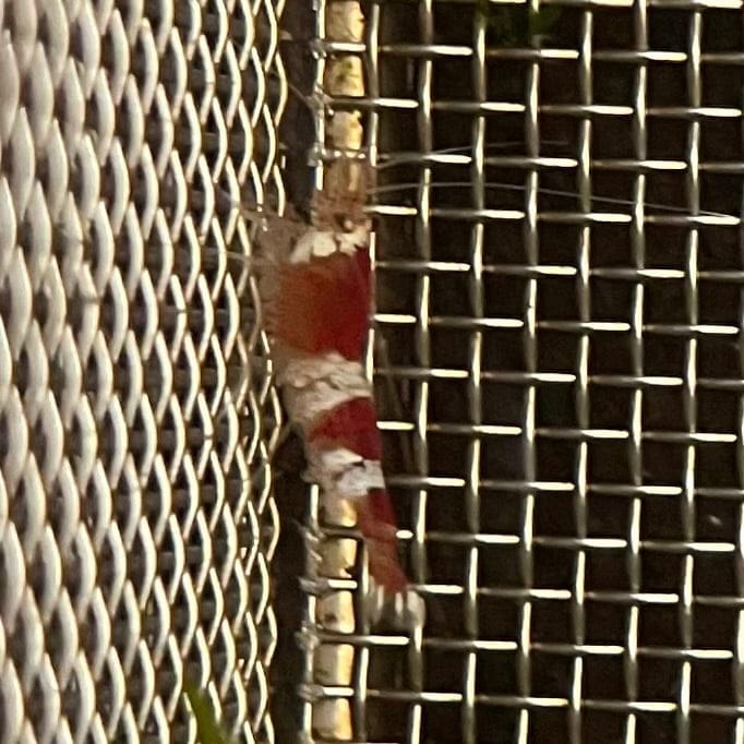 the-fish-farm Shrimp Crystal Red Shrimp - Caridina cf Cantonesis (1-2cm) Crystal Red Shrimp - Caridina cf Cantonesis (1-2cm) for Sale in Australia