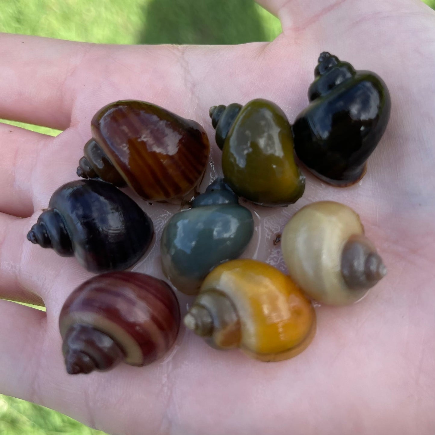 the-fish-farm Snail 8 Mystery Snails - Rainbow Snails Shop for a rainbow of 8 Mystery Snails in Australia from The Fish Farm
