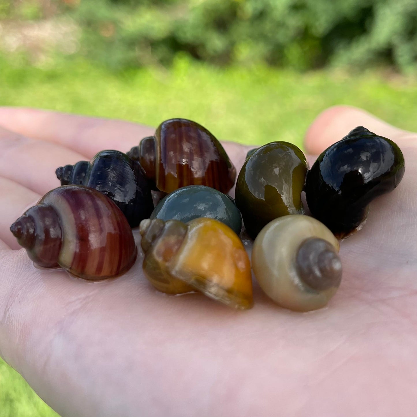 the-fish-farm Snail 8 Mystery Snails - Rainbow Snails Shop for a rainbow of 8 Mystery Snails in Australia from The Fish Farm