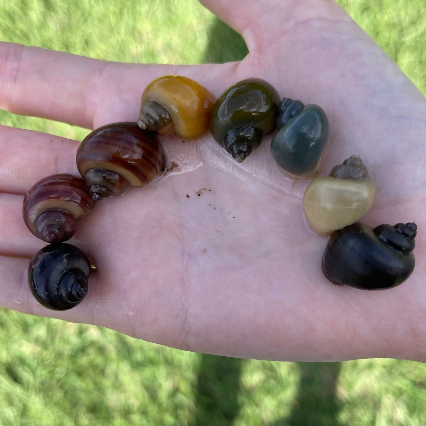 the-fish-farm Snail 8 Mystery Snails - Rainbow Snails Shop for a rainbow of 8 Mystery Snails in Australia from The Fish Farm