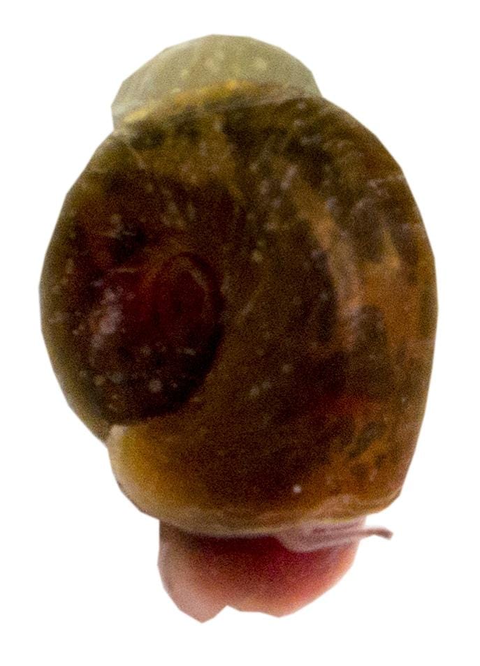 the-fish-farm Snail Black Ramshorn Snails Black Ramshorn Snails - The Fish Farm