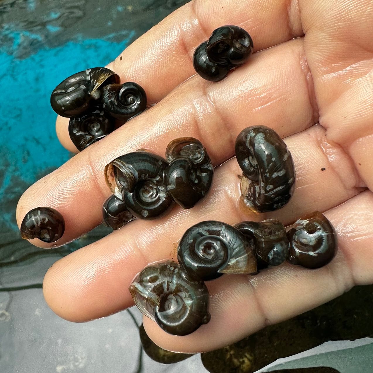 the-fish-farm Snail Black Ramshorn Snails Black Ramshorn Snails - The Fish Farm