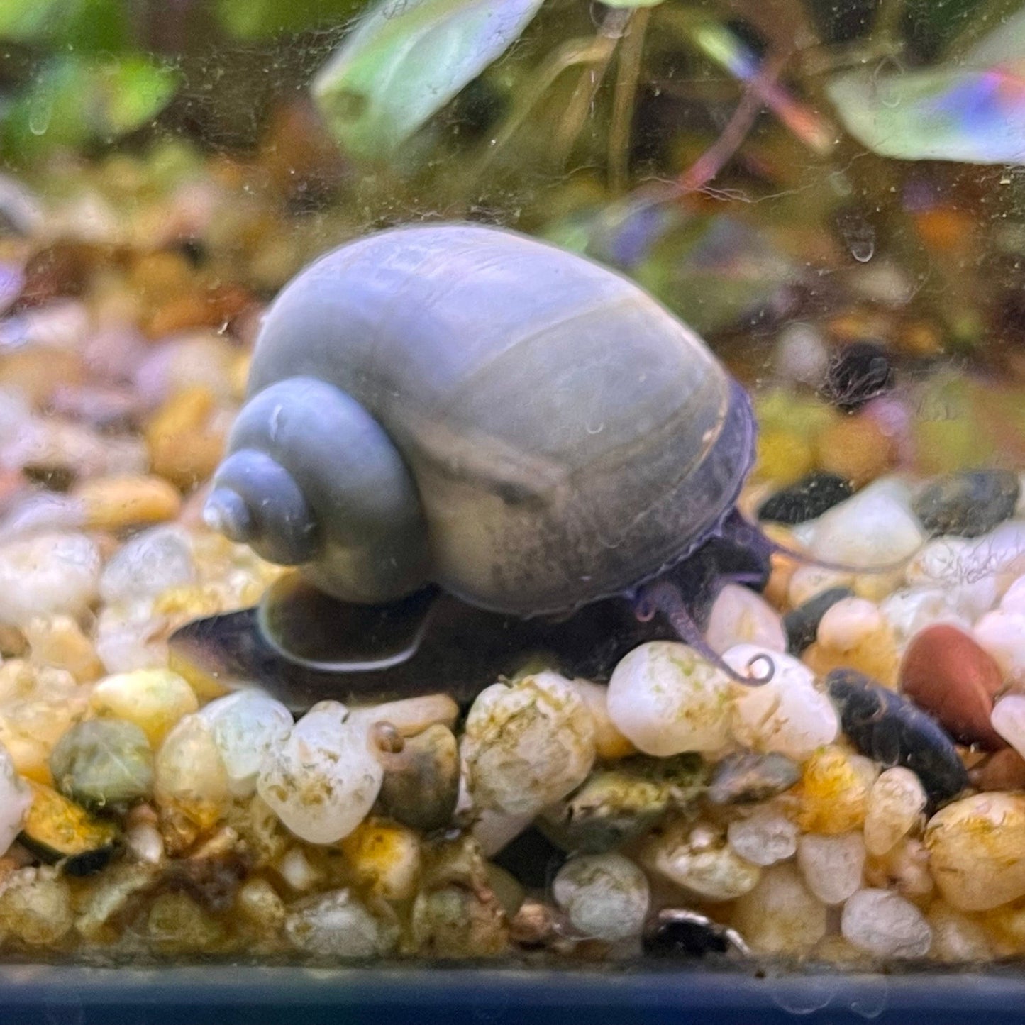 the-fish-farm Snail Blue Mystery Snail Buy Blue Mystery Snails for your Aquarium from The Fish Farm Australia