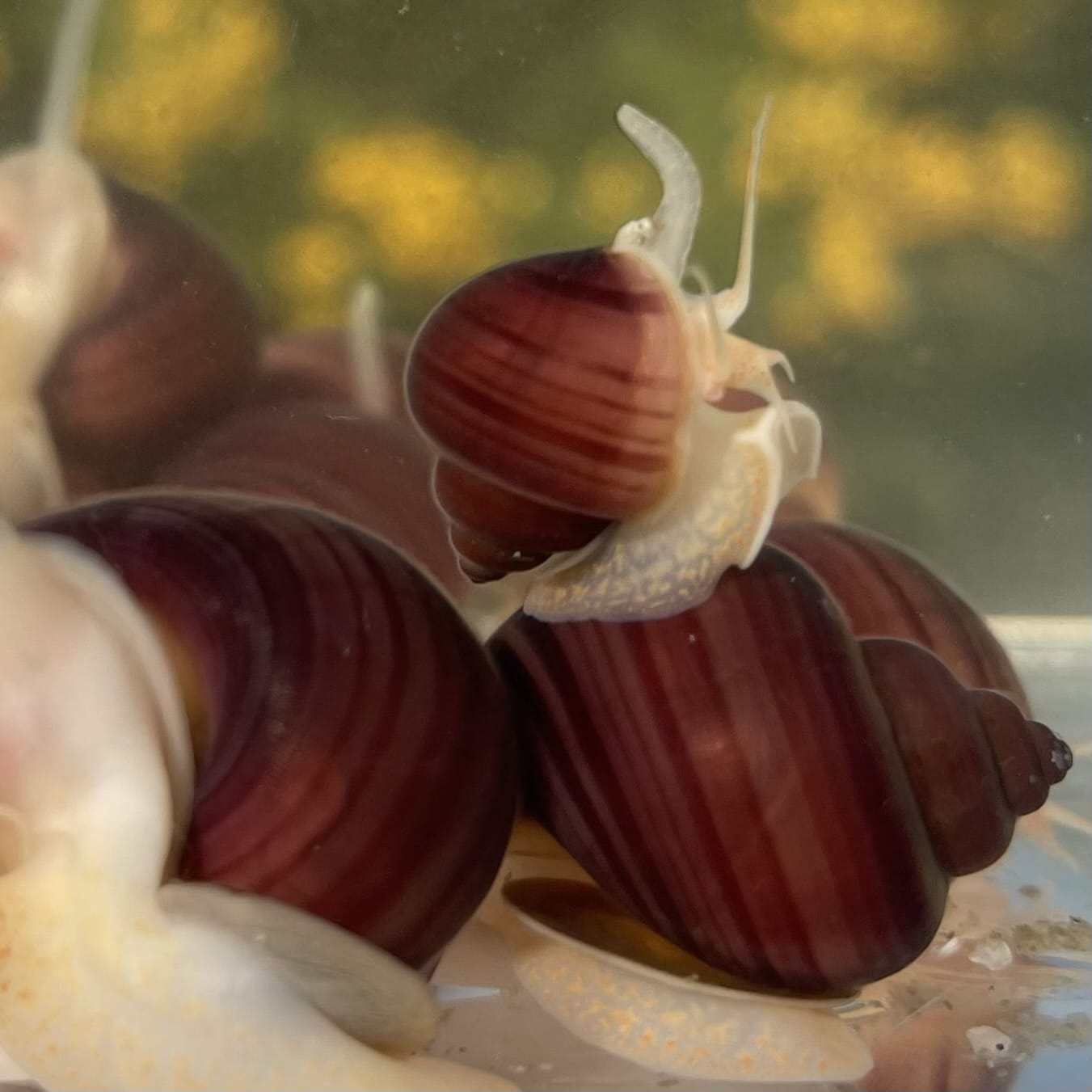 the-fish-farm Snail Magenta Mystery Snail Tortoiseshell Mystery Snails- The Fish Farm