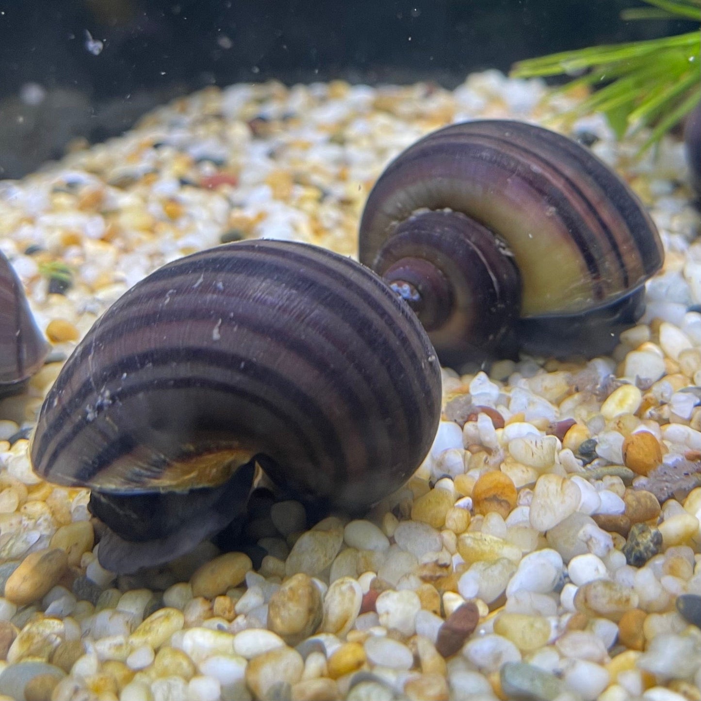 the-fish-farm Snail Purple Mystery Snails Tortoiseshell Mystery Snails- The Fish Farm