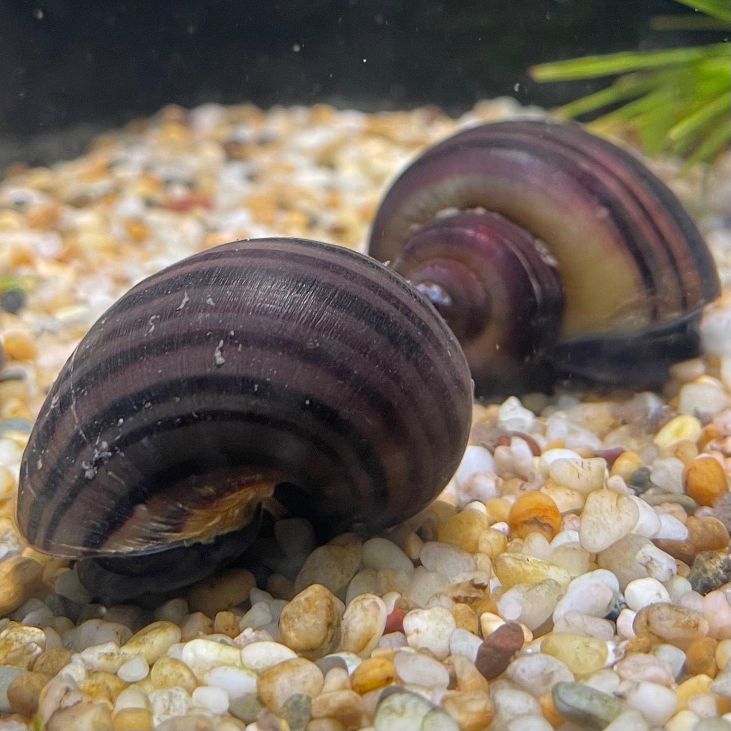 the-fish-farm Snail Purple Mystery Snails Tortoiseshell Mystery Snails- The Fish Farm