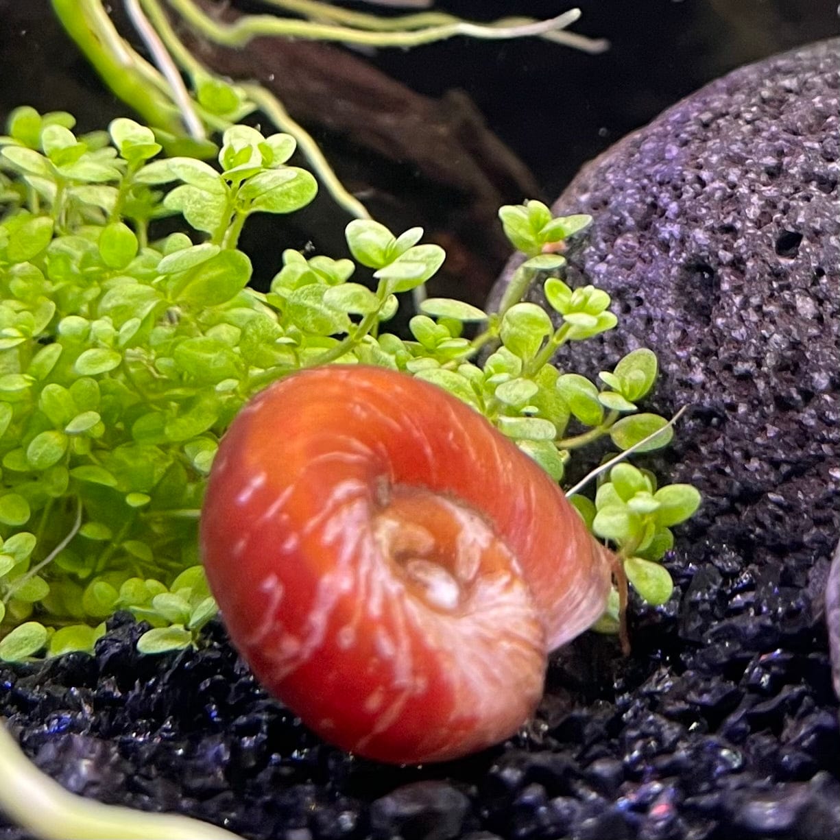 the-fish-farm Snail Red Ramshorn Snails Red Ramshorn Snails - The Fish Farm
