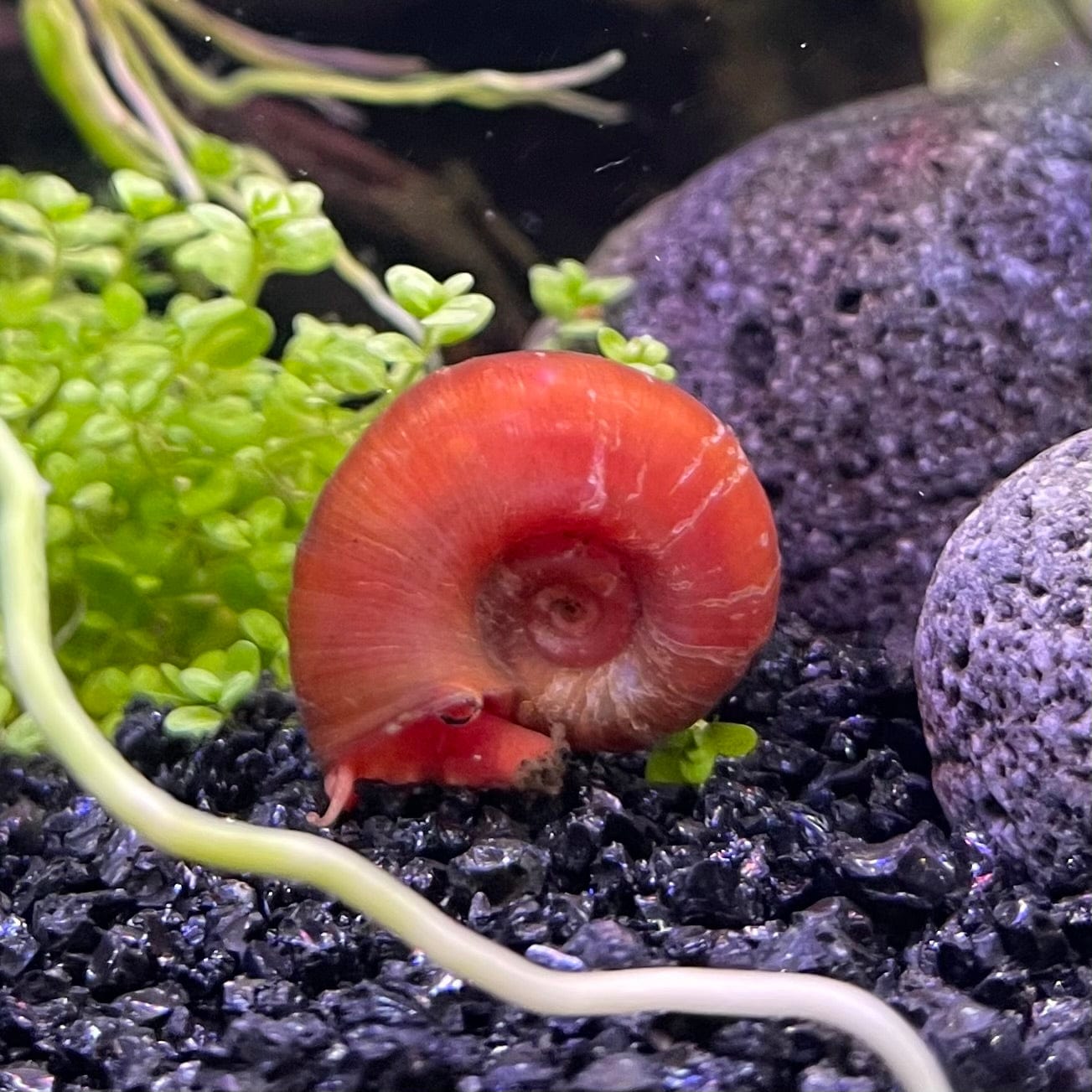 the-fish-farm Snail Red Ramshorn Snails Red Ramshorn Snails - The Fish Farm