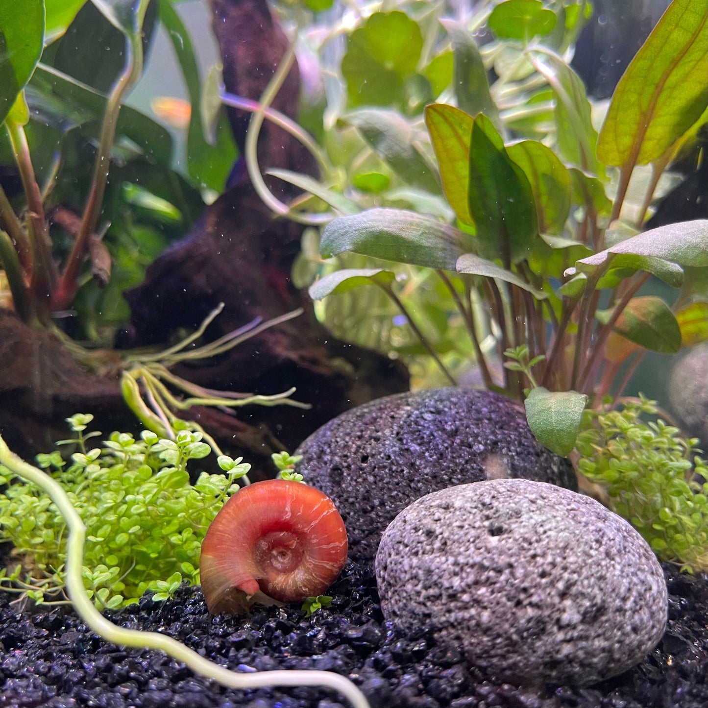 the-fish-farm Snail Red Ramshorn Snails Red Ramshorn Snails - The Fish Farm