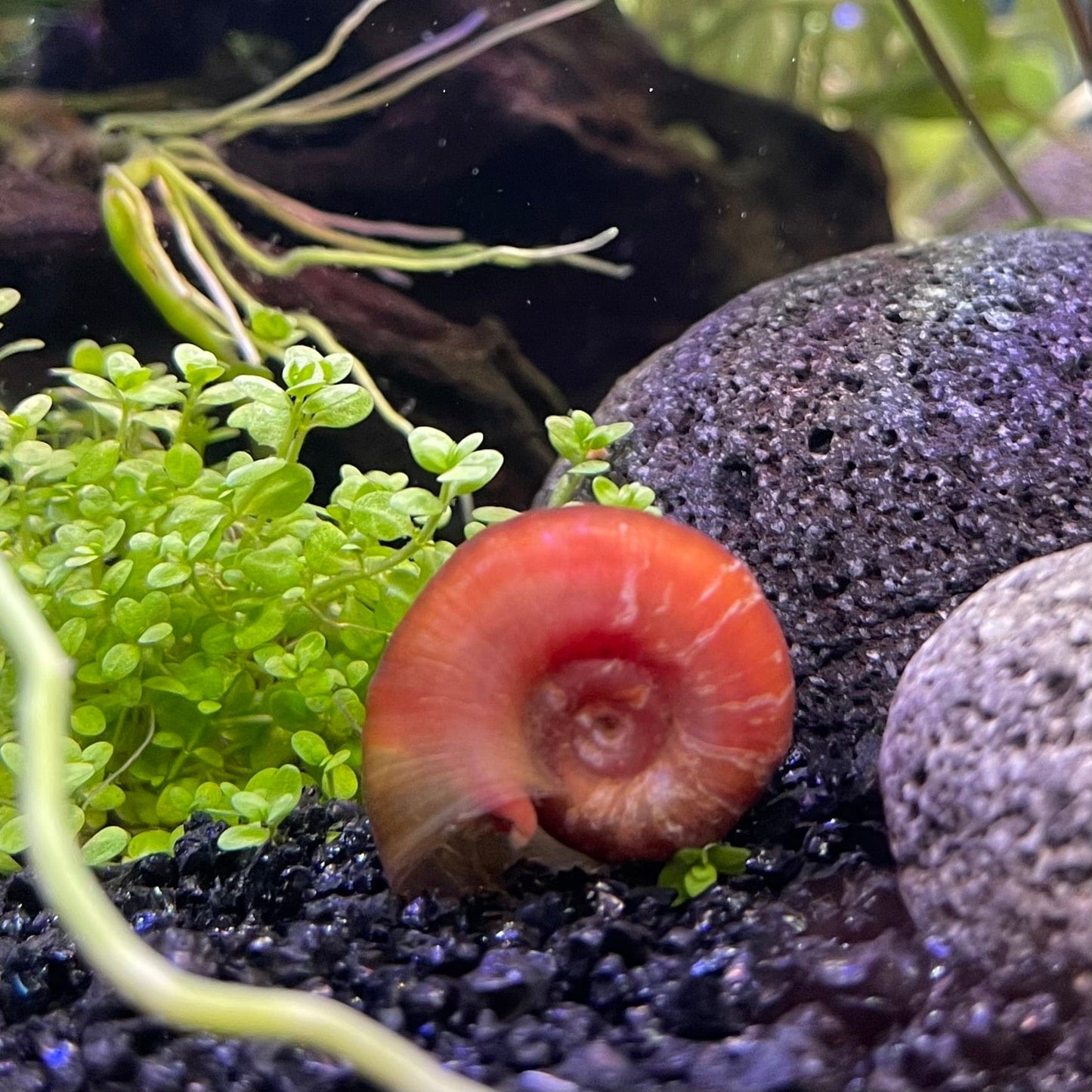 the-fish-farm Snail Red Ramshorn Snails Red Ramshorn Snails - The Fish Farm