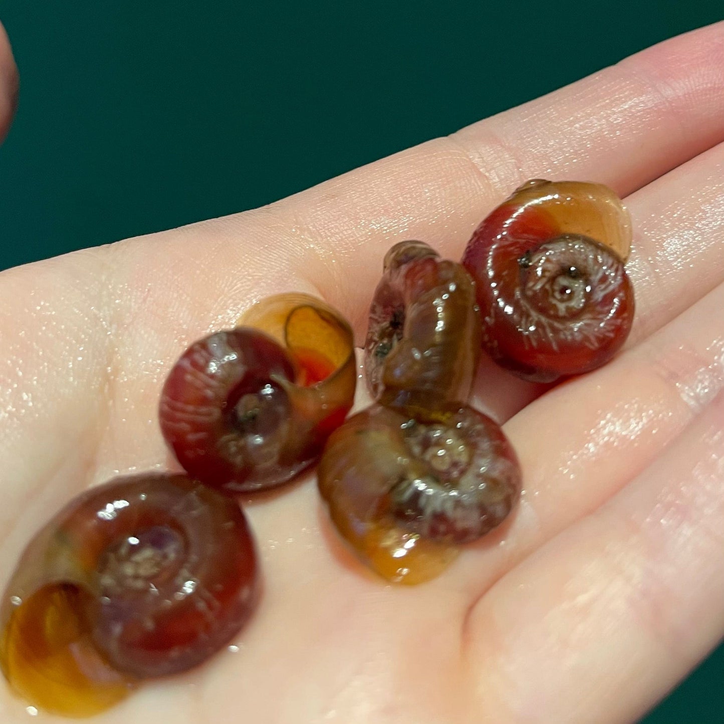 the-fish-farm Snail Red Ramshorn Snails Red Ramshorn Snails - The Fish Farm