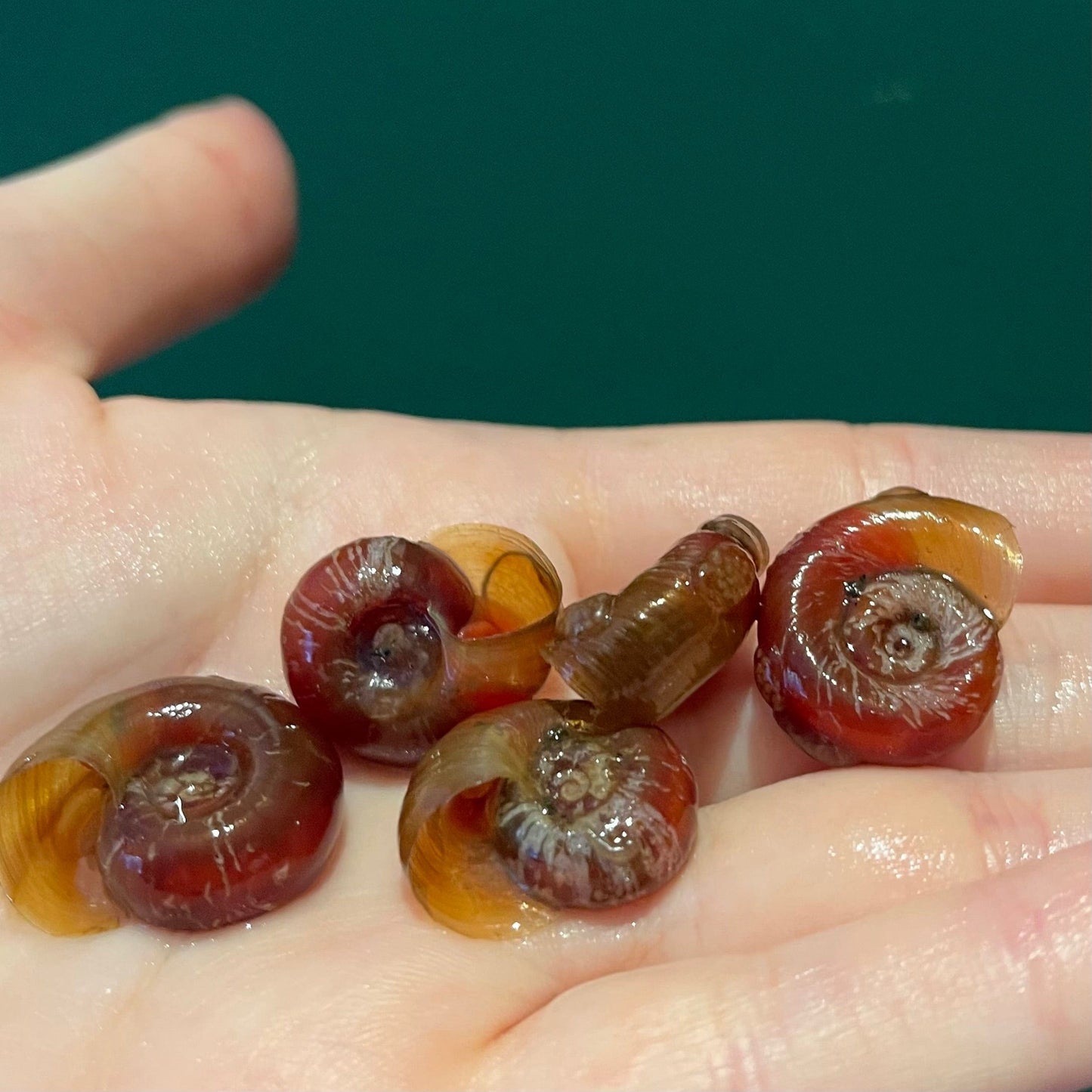 the-fish-farm Snail Red Ramshorn Snails Red Ramshorn Snails - The Fish Farm