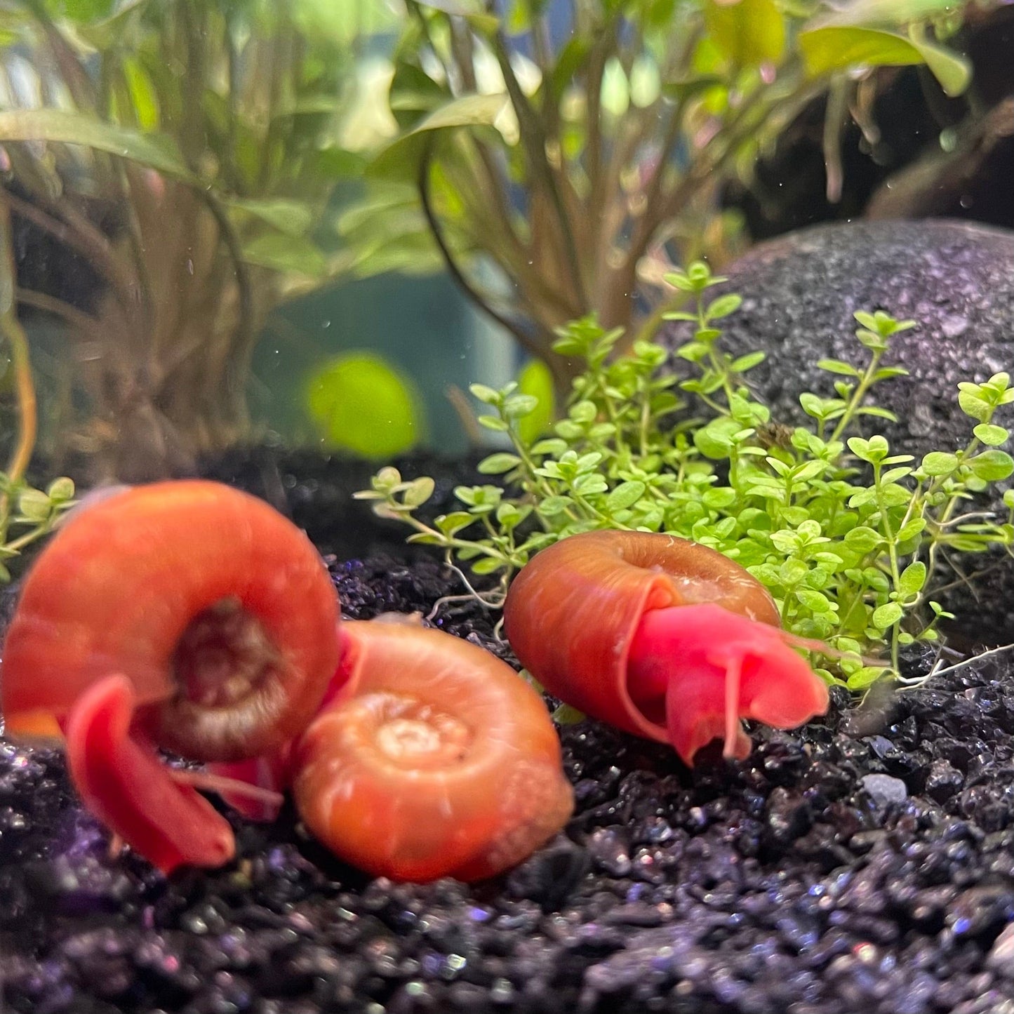 the-fish-farm Snail Red Ramshorn Snails Red Ramshorn Snails - The Fish Farm