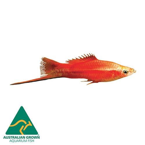 the-fish-farm Swordtail Swordtail - Assorted Colours Swordtail Fish - Assorted Colours - The Fish Farm