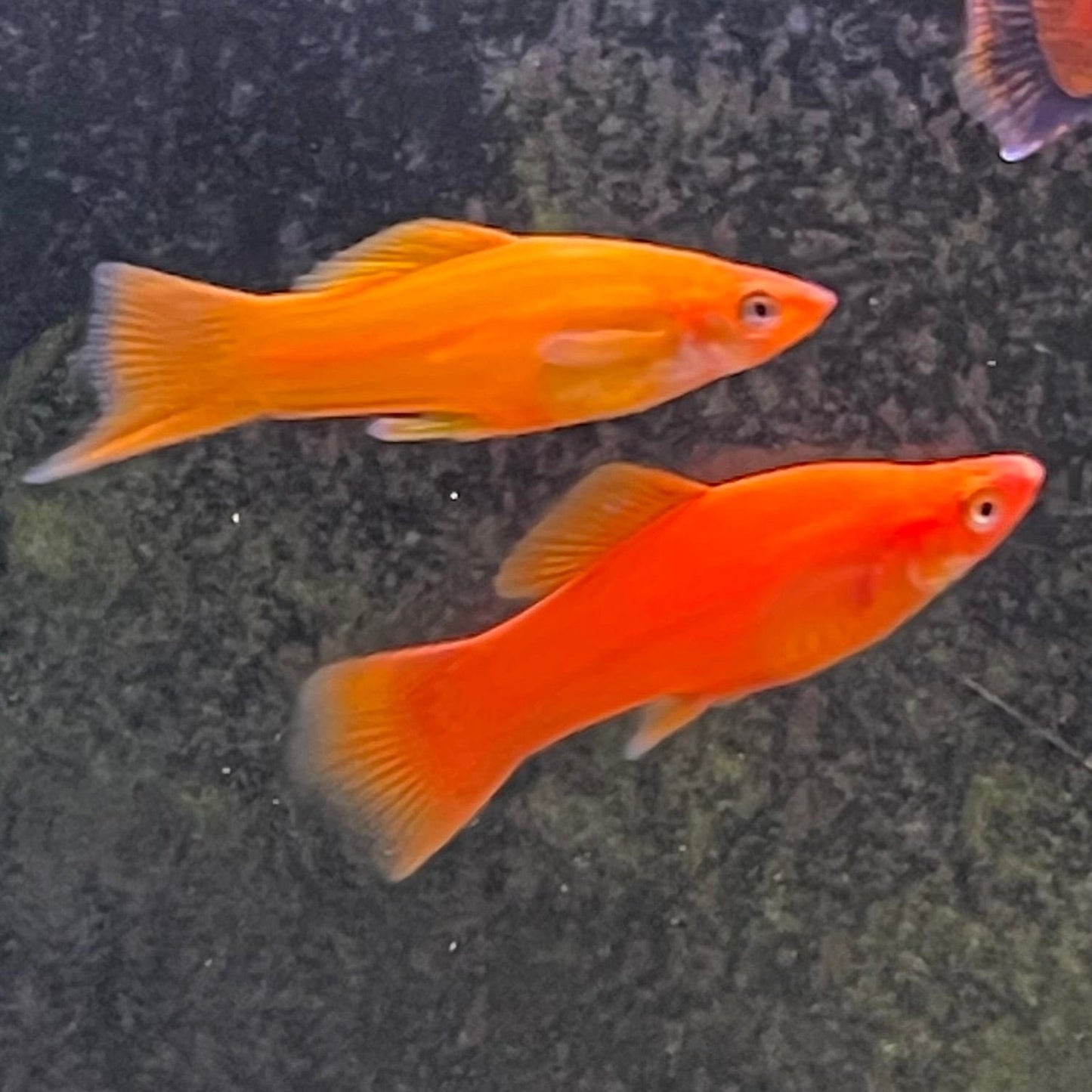 the-fish-farm Swordtail Swordtail - Assorted Colours Swordtail Fish - Assorted Colours - The Fish Farm