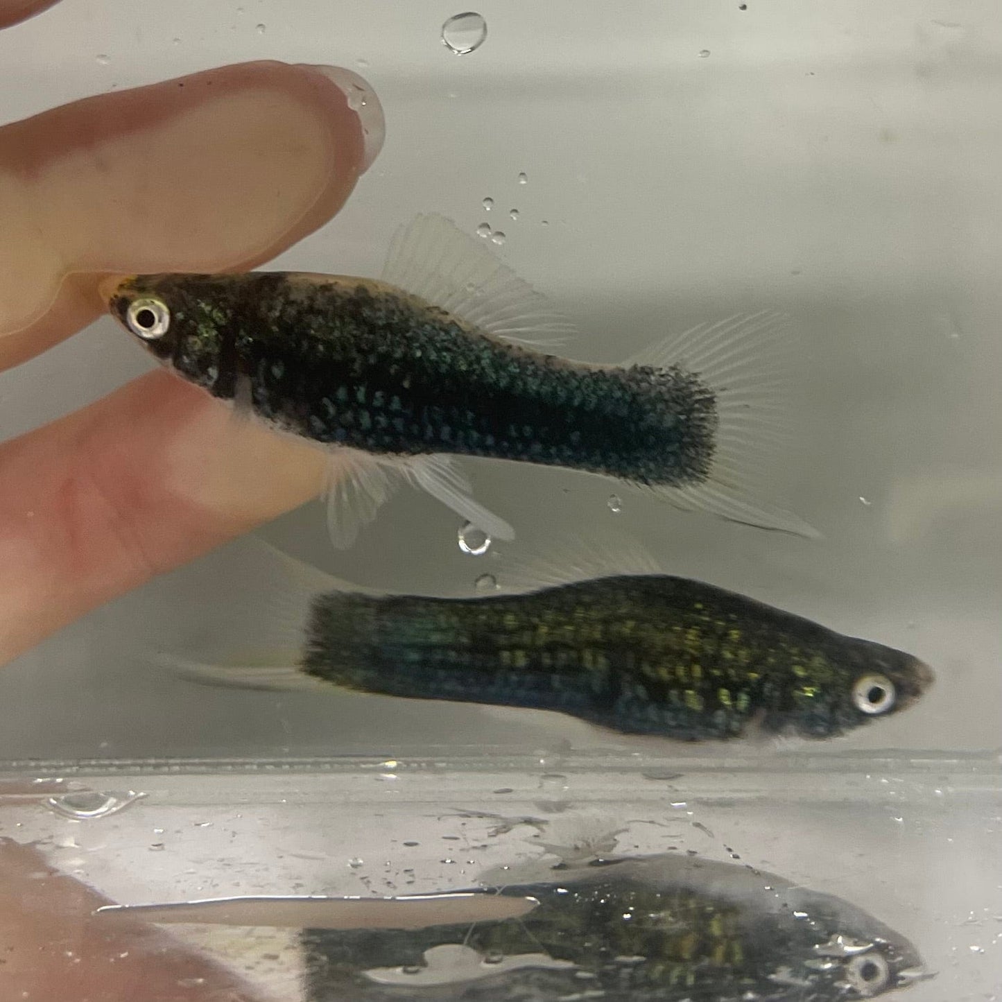 the-fish-farm Swordtail Swordtail - Black Marble 4-5cm Shop Online for Aquarium Live Fish Black Marble Swordtail at The Fish Farm