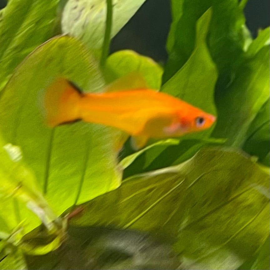 the-fish-farm Swordtail Swordtail - Golden Comet 4-5cm Shop for Golden Comet Swordtail Aquarium Fish at The Fish Farm