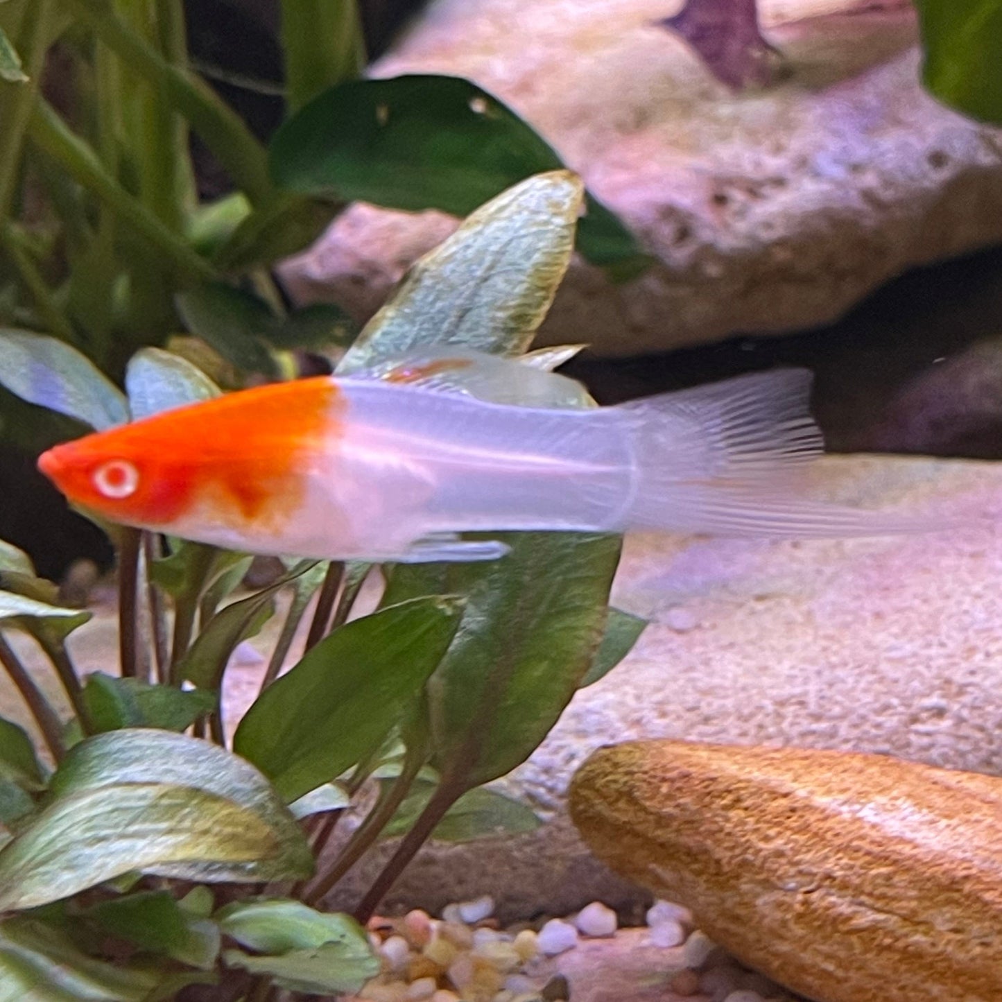 the-fish-farm Swordtail Swordtail - Kohaku Red & White 4.5cm Kohaku Red & White Swordtail 4.5cm - The Fish Farm