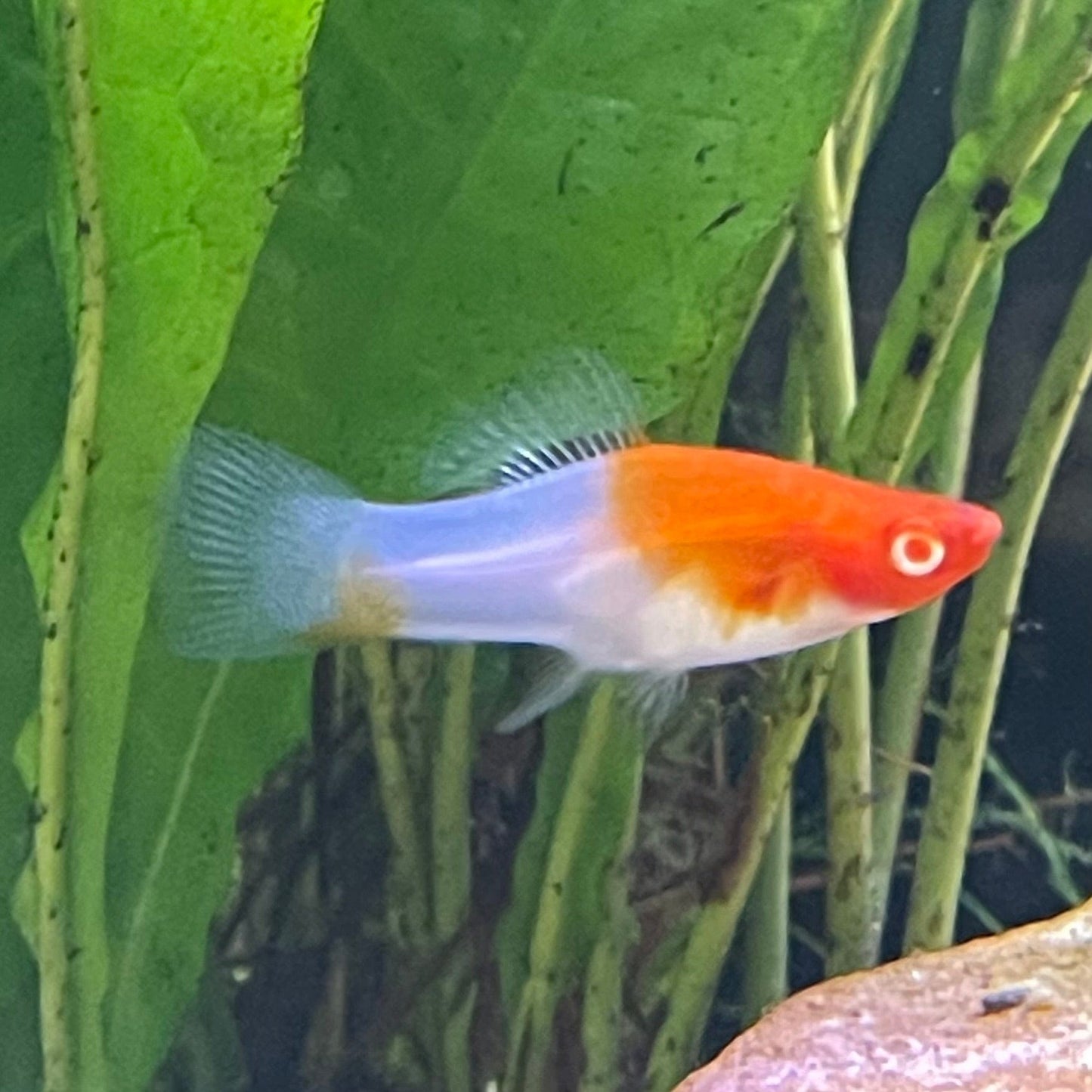 the-fish-farm Swordtail Swordtail - Kohaku Red & White 4.5cm Kohaku Red & White Swordtail 4.5cm - The Fish Farm