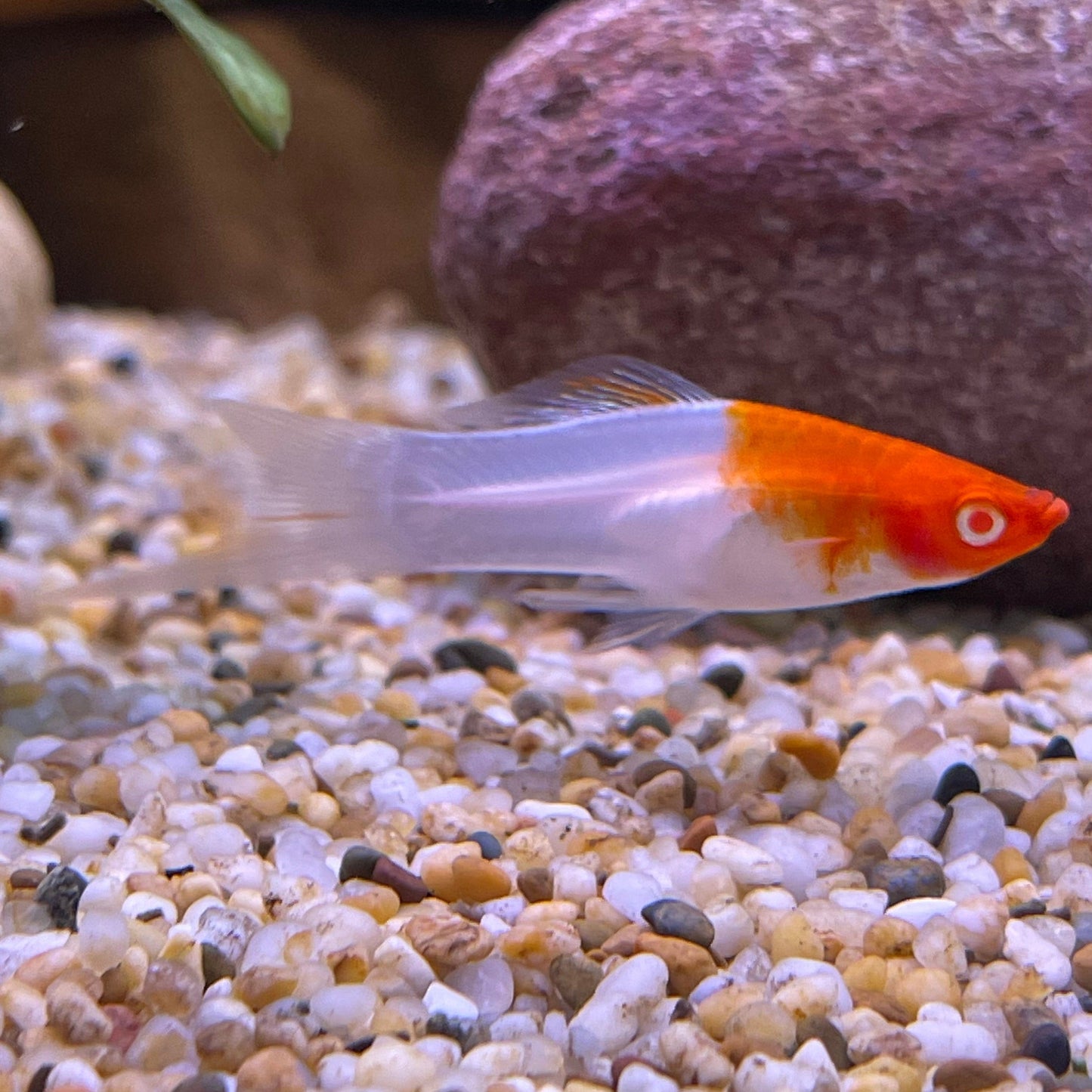 the-fish-farm Swordtail Swordtail - Kohaku Red & White 4.5cm Kohaku Red & White Swordtail 4.5cm - The Fish Farm