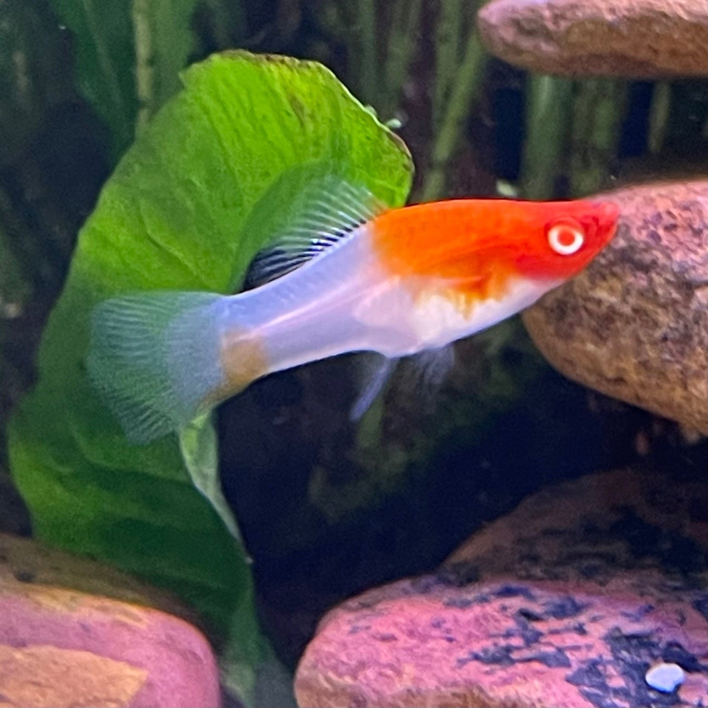 the-fish-farm Swordtail Swordtail - Kohaku Red & White 4.5cm Kohaku Red & White Swordtail 4.5cm - The Fish Farm