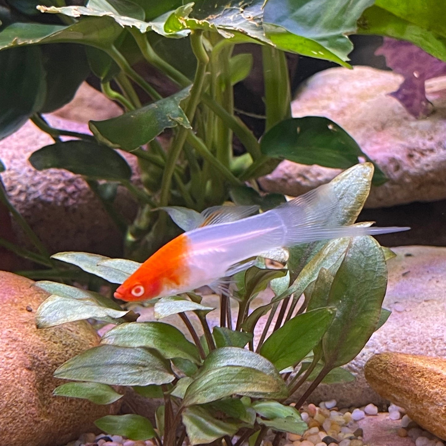 the-fish-farm Swordtail Swordtail - Kohaku Red & White 4.5cm Kohaku Red & White Swordtail 4.5cm - The Fish Farm