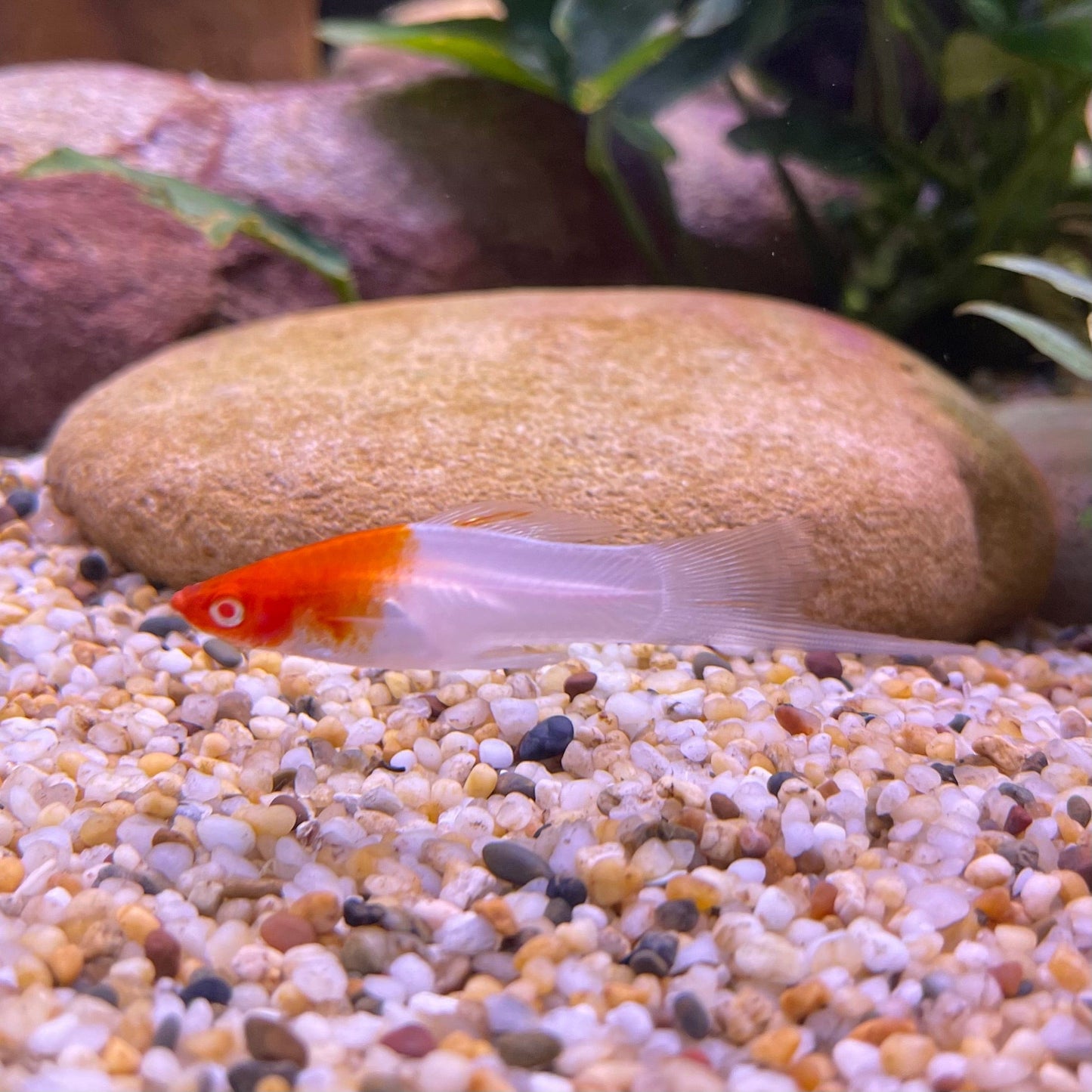 the-fish-farm Swordtail Swordtail - Kohaku Red & White 4.5cm Kohaku Red & White Swordtail 4.5cm - The Fish Farm