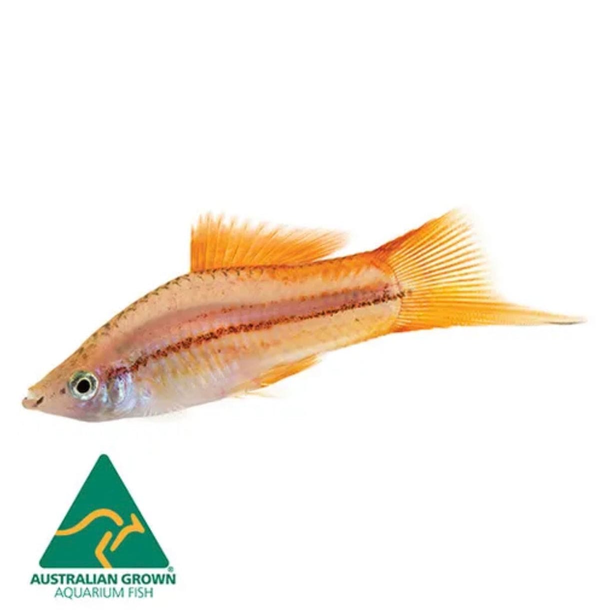 the-fish-farm Swordtail Swordtail - Pineapple 4.5cm Pineapple Swordtail 4.5cm - The Fish Farm