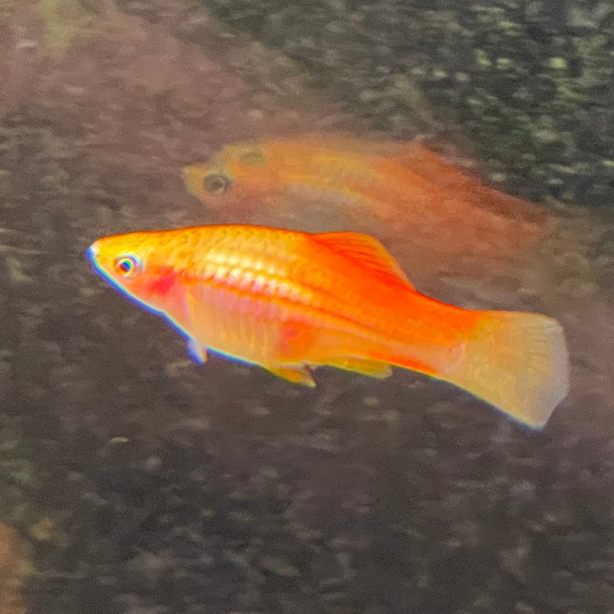 the-fish-farm Swordtail Swordtail - Pineapple 4.5cm Pineapple Swordtail 4.5cm - The Fish Farm