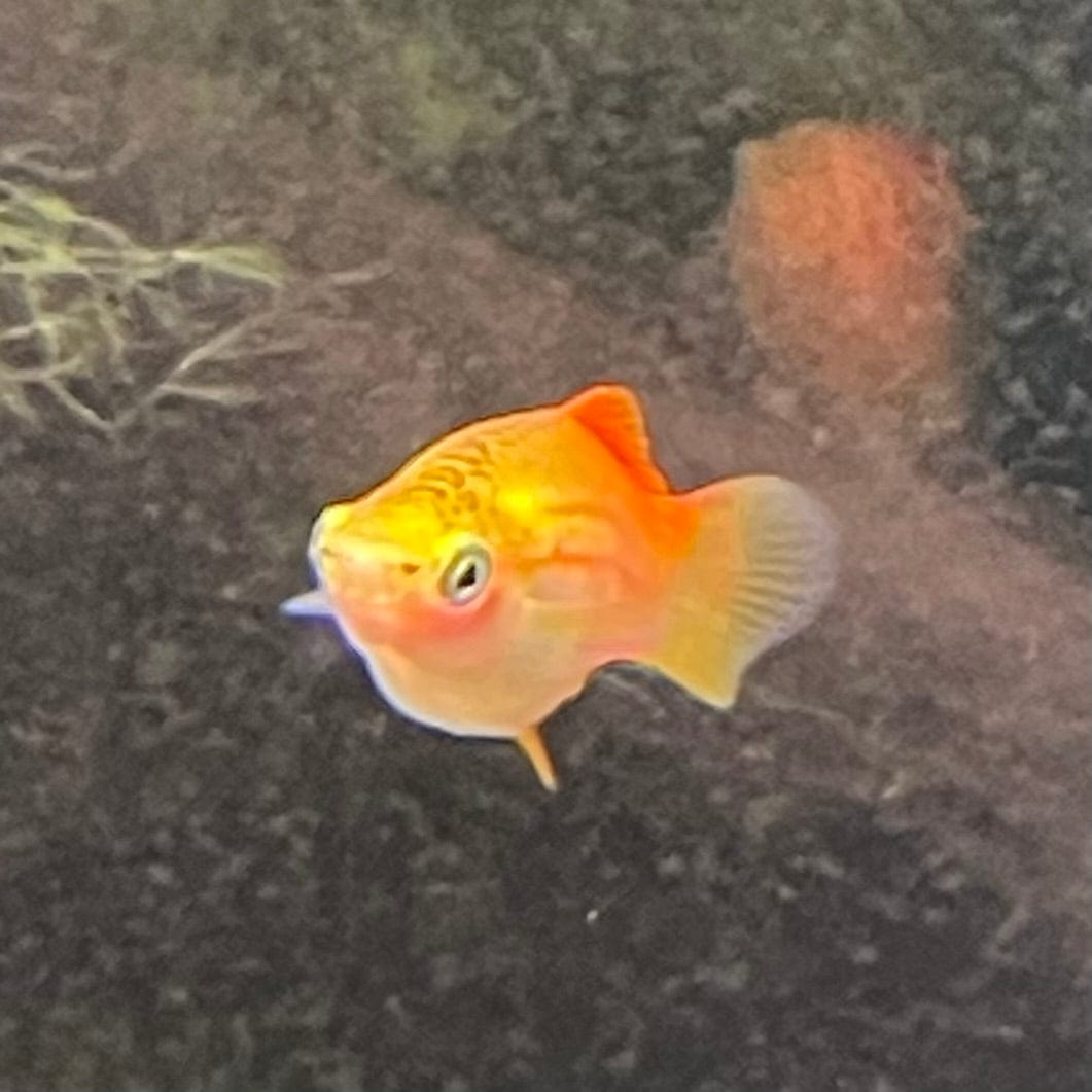 the-fish-farm Swordtail Swordtail - Pineapple 4.5cm Pineapple Swordtail 4.5cm - The Fish Farm