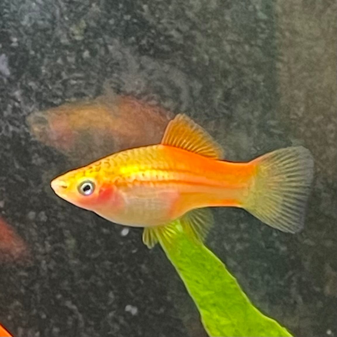 the-fish-farm Swordtail Swordtail - Pineapple 4.5cm Pineapple Swordtail 4.5cm - The Fish Farm