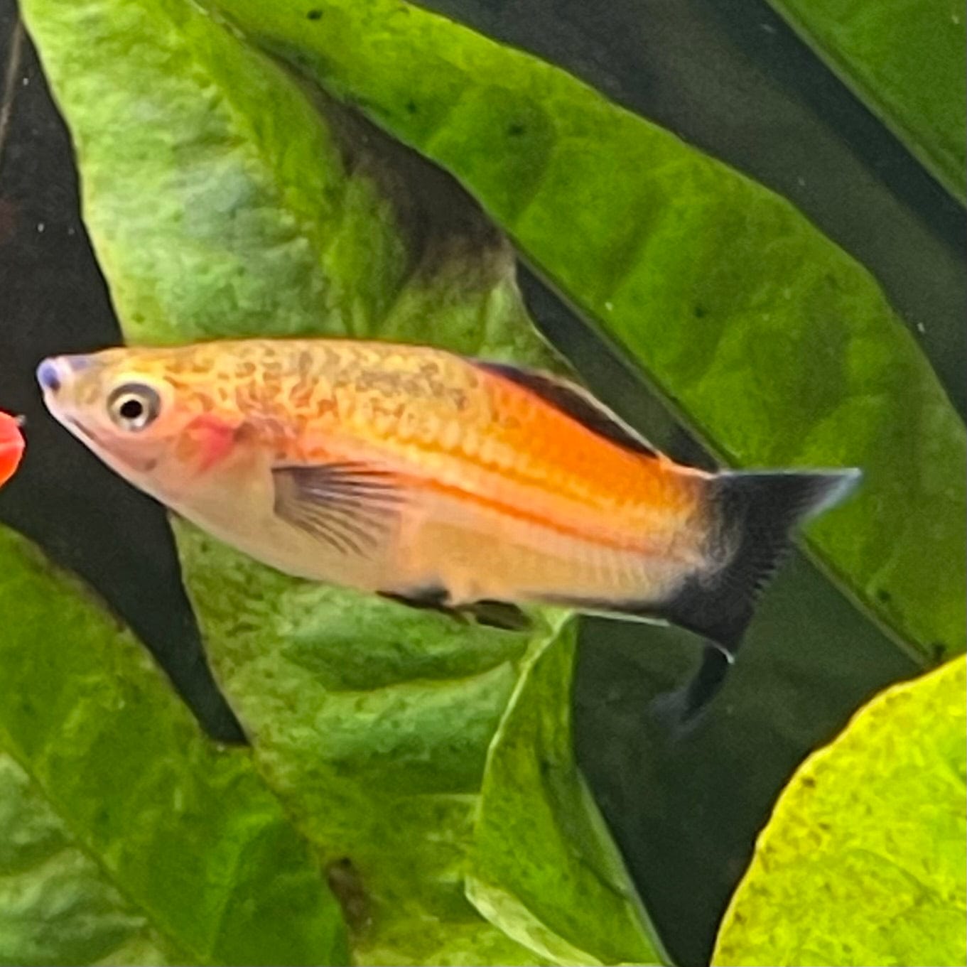 the-fish-farm Swordtail Swordtail - Pineapple Wagtail 4.5cm Pineapple Wagtail Swordtail 4.5cm - The Fish Farm