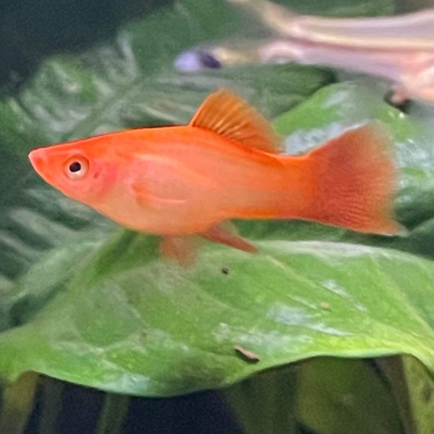 the-fish-farm Swordtail Swordtail - Pink 4-5cm Pink Swordtail - The Fish Farm - Australia