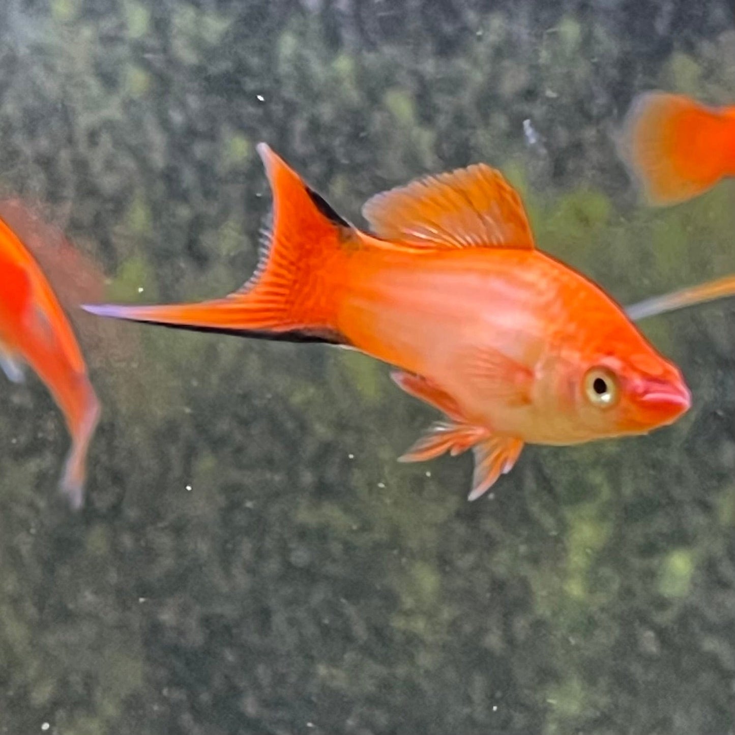 the-fish-farm Swordtail Swordtail - Pink Comet 4.5cm Pink Comet Swordtail 4.5cm - The Fish Farm