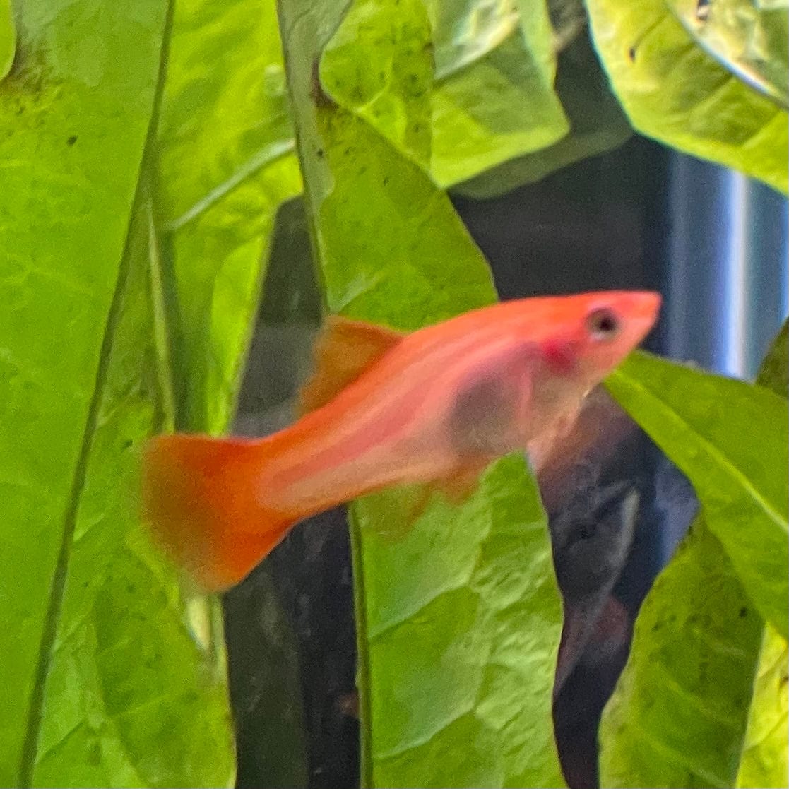 the-fish-farm Swordtail Swordtail - Pink Comet 4.5cm Pink Comet Swordtail 4.5cm - The Fish Farm