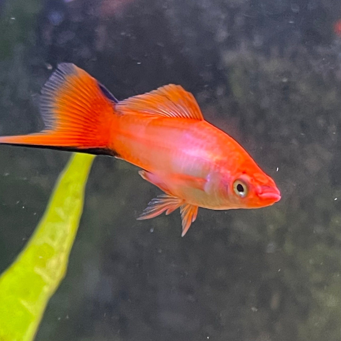 the-fish-farm Swordtail Swordtail - Pink Comet 4.5cm Pink Comet Swordtail 4.5cm - The Fish Farm