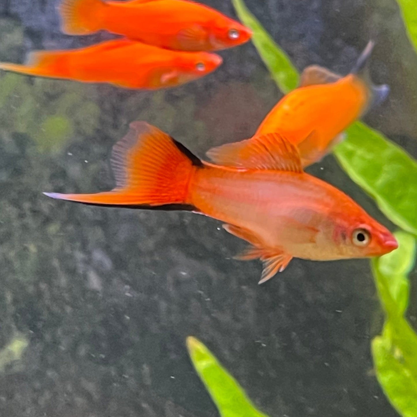 the-fish-farm Swordtail Swordtail - Pink Comet 4.5cm Pink Comet Swordtail 4.5cm - The Fish Farm