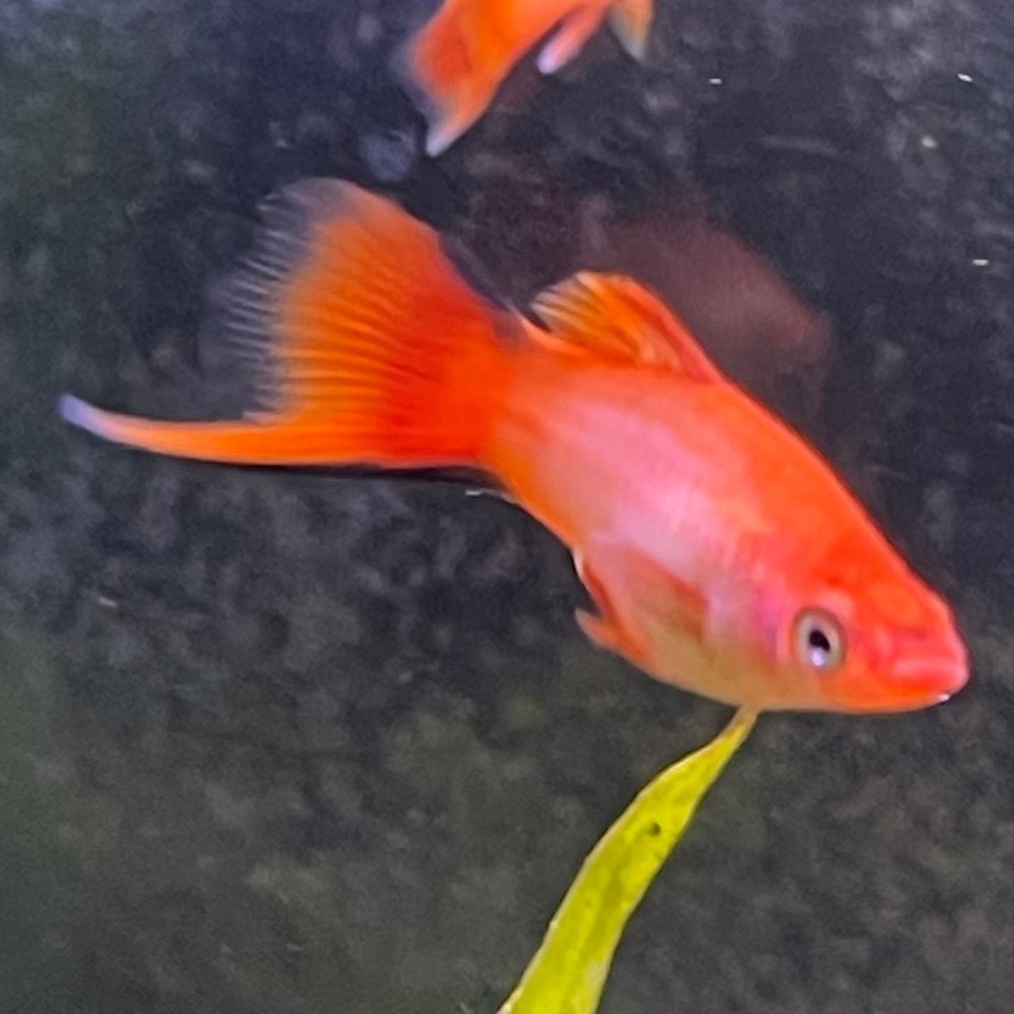 the-fish-farm Swordtail Swordtail - Pink Comet 4.5cm Pink Comet Swordtail 4.5cm - The Fish Farm